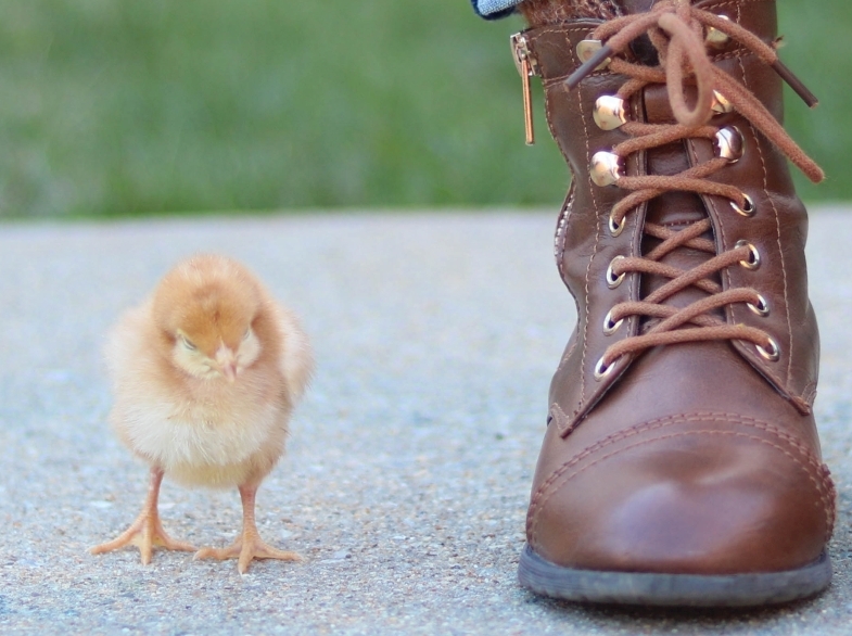 כמה יעלה להציל את החיות ? 
