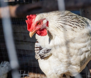 התעללות מיותרת