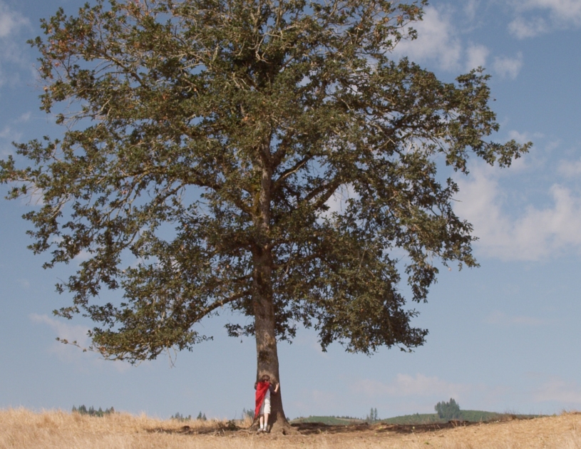אל תכרתו אקליפטוסים